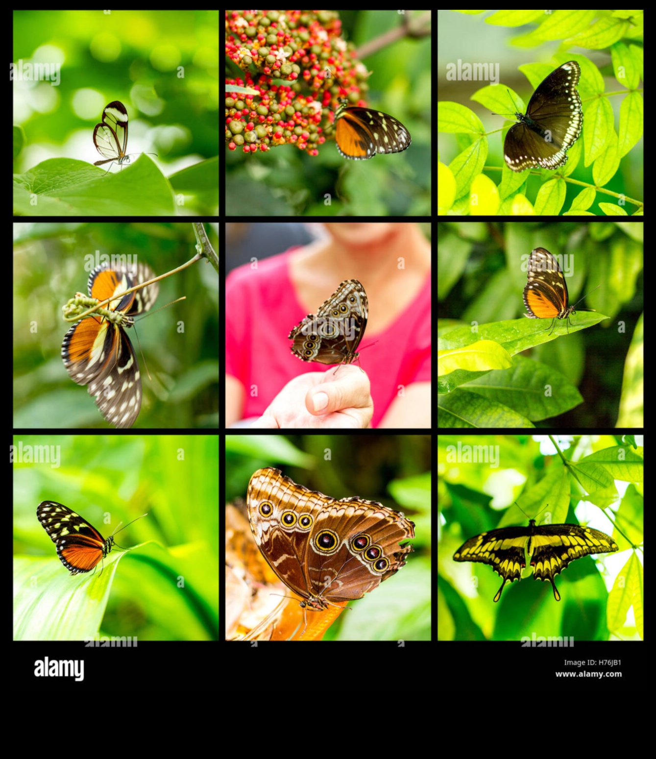 Nature in Color: Αιχμαλωτίζοντας την ομορφιά της χλωρίδας και της πανίδας σε μαρκαδόρους