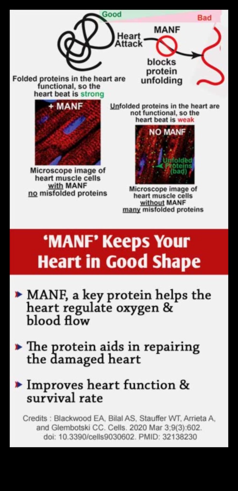 Η επίδραση της πρωτεΐνης στην καρδιαγγειακή ευεξία