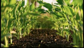 Μακροπρόθεσμες δίαιτες και βιώσιμη γεωργία: Μια πράσινη προοπτική